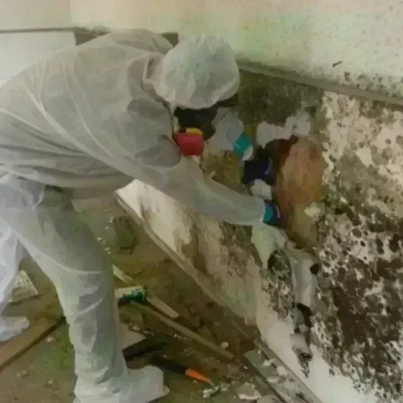 Mold Remediation and Removal in Warner Robins, GA